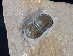 Peronopsis interstricta (WHITE 1874) - Bild &copy; FossNet FossilienStore